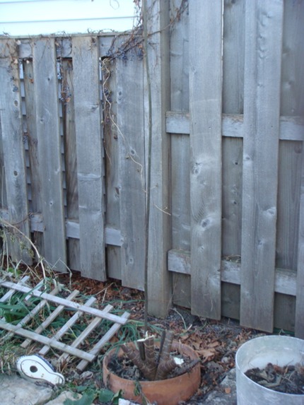 Kozo cut
