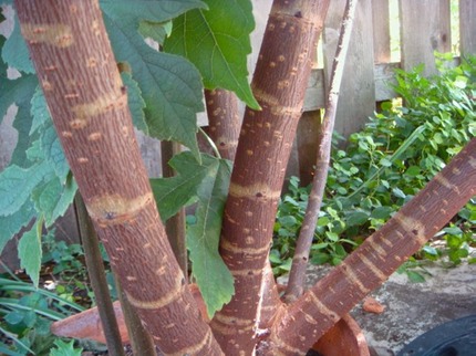 septbark